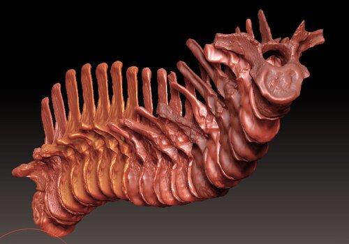 squelette 3D de Rhabdodon