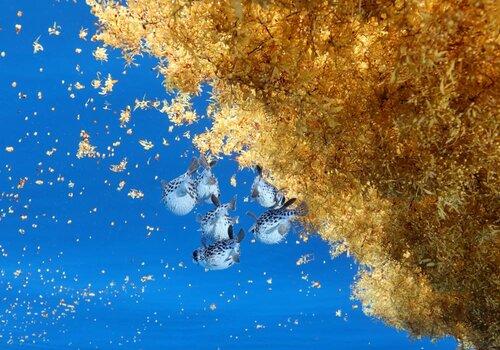 Poissons porc-épic sous un radeau de sargasses Question d’actualité « Sargasses : la grande invasion »