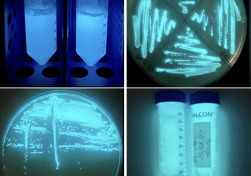Organismes bioluminescents Organismes bioluminescents