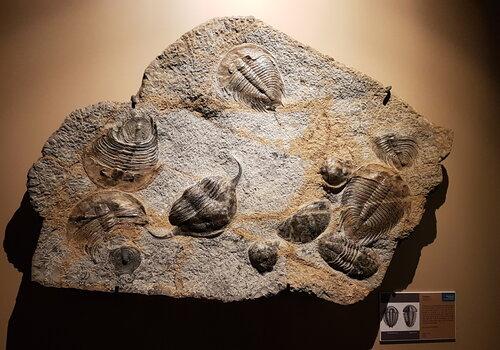 Trilobite-muséum de grenoble Trilobite-muséum de grenoble. jpg