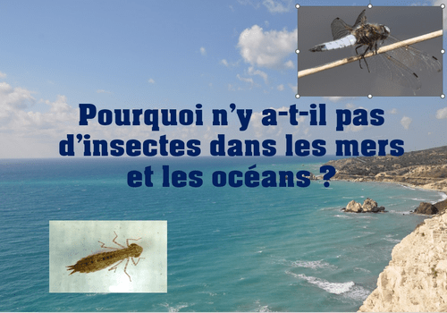 Pourquoi n’y a-t-il pas d’insectes dans les mers et les océans ?