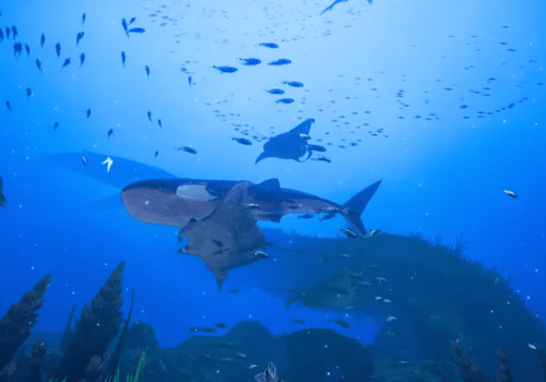 partez à la découverte! Exploration VR sous-marine