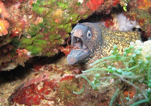 Les curiosités des fonds marins