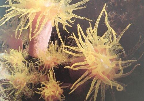 corail vivant