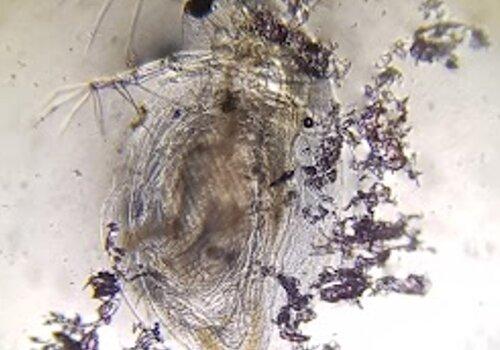 photographie réalisée en microscopie optique (grossissement x40). On observe une daphnie piégée dans des microplastiques