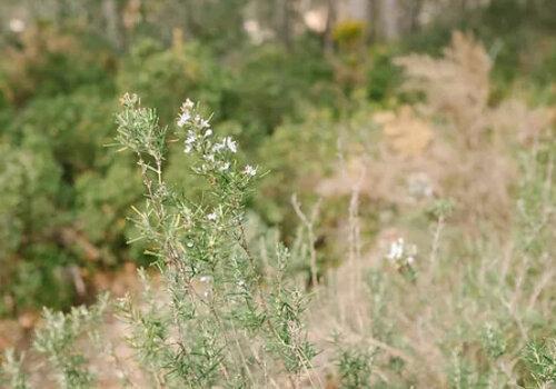 Quel rôle joue la forêt dans le cycle de l’eau ? Quel rôle joue la forêt dans le cycle de l’eau ?