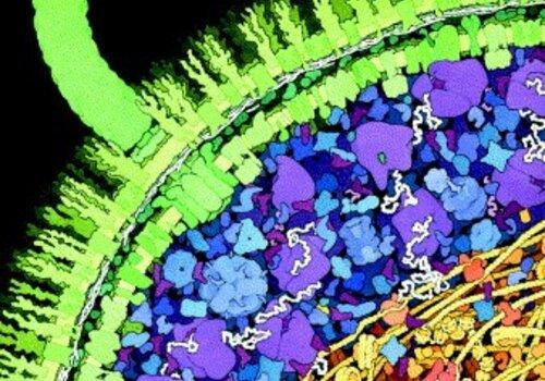 Découvrez comment des milliers de milliards de molécules sont capables d'interagir entre elles dans un très petit espace Représentation de nombres, formes et densités de macromolécules dans une bactérie.