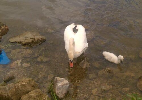 Une maman cygne apprend à son petit comment ranger les provisions dans un sac en plastique Maman cygne et son petit, au marché, avec un sac plastique