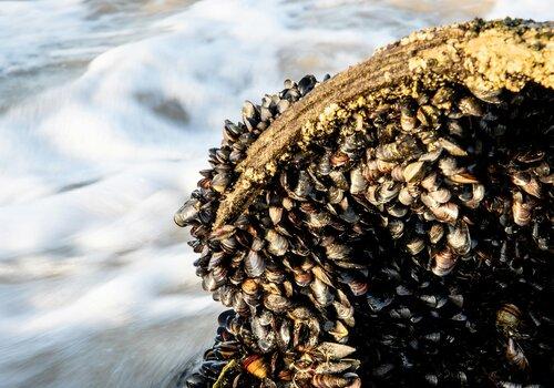 Photo de moules