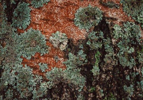 Lichen Lichen