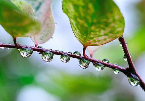 2 feuilles sur une branche d'arbre avec des gouttes de rosée