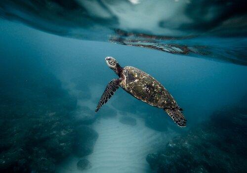 tortue marine tortue marine.jpg