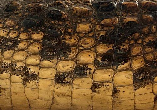 peau présentant des écailles, avec des couleurs soit marron, soit beige-jaunâtre