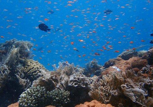 Le récif corallien des Comores Vue sous-marine du récif corallien des Comores