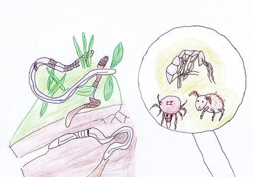 Dessin_biodiv Dessin_biodiv