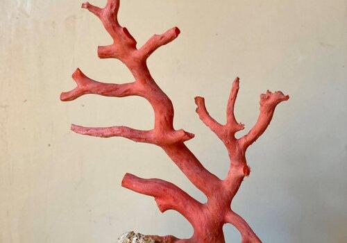corail rouge de Méditerranée