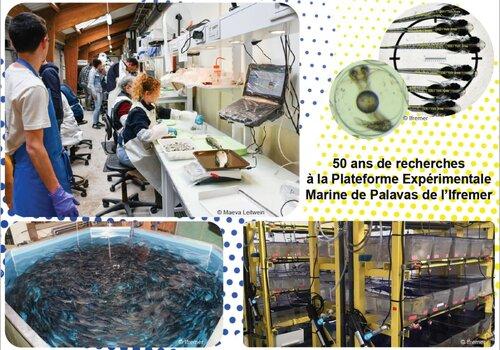 Aperçu des activités de recherche de la plateforme - Bassins d'élevage, œufs et larves de poissons, atelier de mesures. Aperçu des activités de recherche de la plateforme.