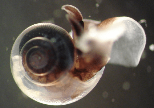 Limacina_helicina Limacina_helicina