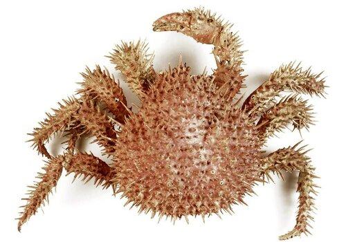 Paralomis histrix, Musée Zoologique de la Ville de Strasbourg Image d'un crabe royal de l'espèce Paralomis histrix, issu des collections du Musée Zoologique de la Ville de Strasbourg
