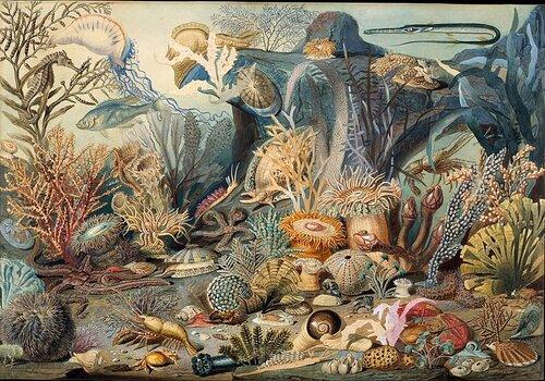 La vie des océans : faune et flore