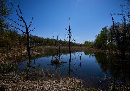 Vue du marais et de la roselière de l'Écomusée. Le marais sert de refuge à une foule d'espèces fascinantes. le marais de l'Écomusée, vu depuis le sentier nature