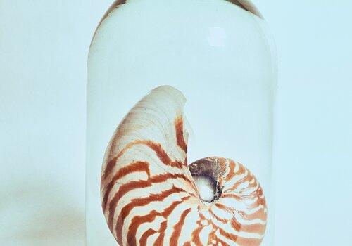 Nautile Coquille de nautile sous une cloche de verre