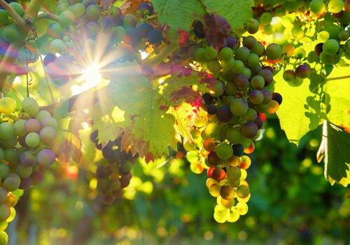 Maturation de grappes de raisin
