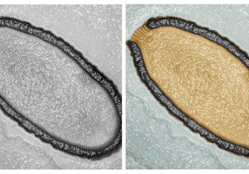 Pithovirus sibericum virus