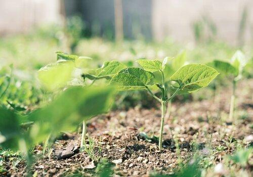 Plante_sol Plante_sol