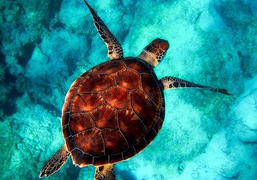 tortue et ocean