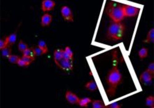 Biologie - Micro-phago, nos défenses immunitaires en photo