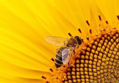 Les insectes tendent à disparaître, quelles pourraient en être les conséquences.