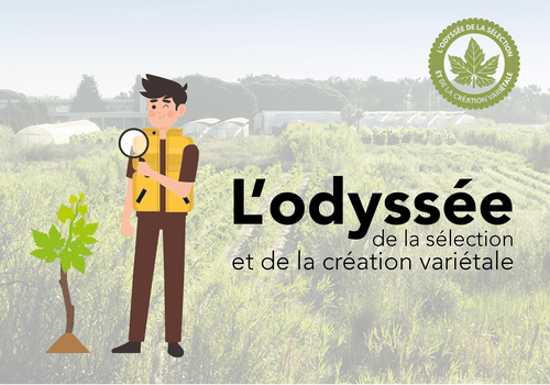 L'Odyssée de la sélection et création de la vigne