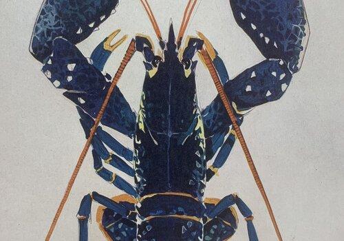 Homard bleu par Mathurin MÉHEUT Homard bleu vu d'en haut dessiné par Mathurin MÉHEUT