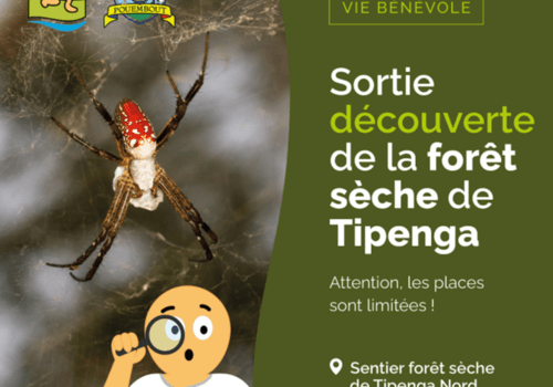Diversité végétale, animale et fongique de la forêt sèche, écosystème fortement menacé. Diversité végétale, animale et fongique de la forêt sèche, écosystème fortement menacé.