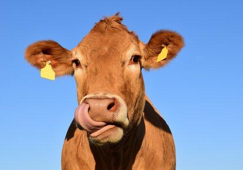 Atelier Les super-pouvoirs de Prunel Vache