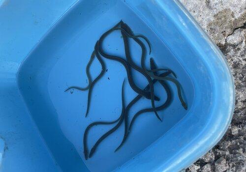 A la découverte des poissons migrateurs du fleuve Hérault Des poissons dans une bassine