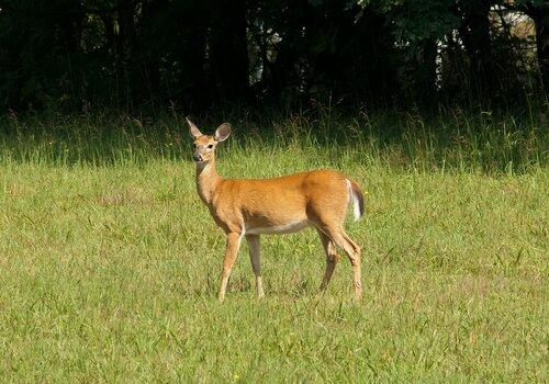 biche-faune-corrèze-exposition-aubusson