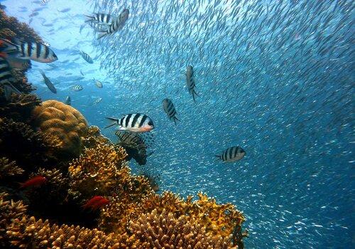 Biodiversité marine