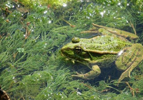 Grenouille dans une mare