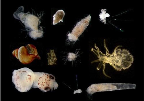Les bébés plancton Exemple de larves planctoniques, récotltées avec un filet à plancton au prinemps au large de la Bretagne lors des campagnes océanographiques Larvasud, et prises en photo au microscope. En bas à gauche, on peut reconnaitre une larve de céphalopode. En haut à droite, il s'agit d'une larve d'Owenia (un polychète) dont on distingue les longues soies iridescentes. À droite au milieu on peut distinguer une larve d'étoile de mer en train de se métamorphoser en juvénile.