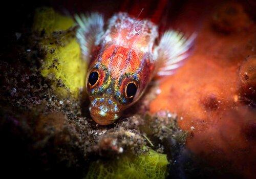 Photo de poisson gobie du corail fouet