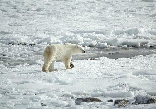 Ours polaire Ours polaire