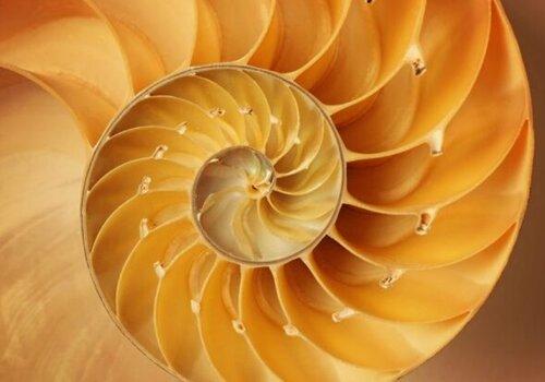 Le nombre d'or est partout... en géométrie, en peinture et même dans la nature. Il est apprécié pour ses proportions équilibrées et considéré comme la "proportion divine".