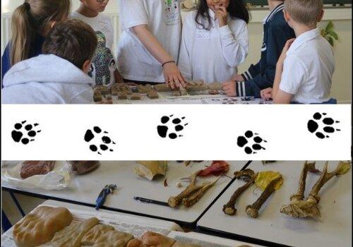 traces des animaux