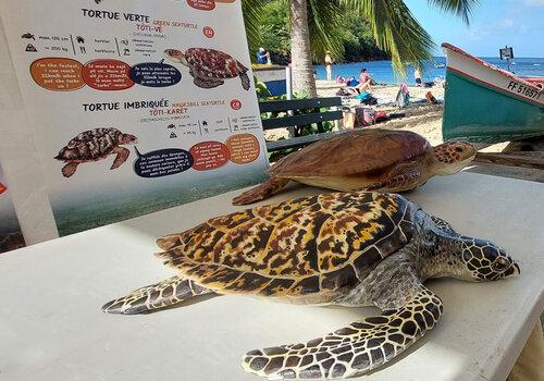 Réseau Tortues Marines Martinique Réseau Tortues Marines Martinique