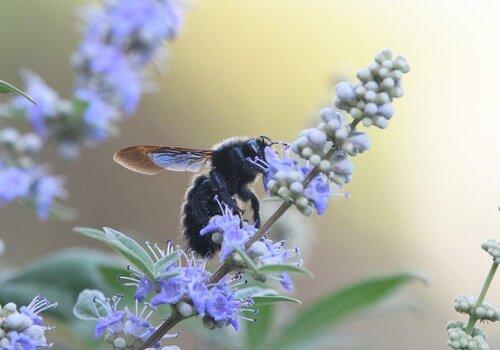 La pollinisation: un échange de bons procédés Une abeille charpentière butinant un Gattilier