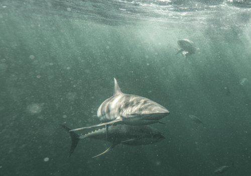 Requin soyeux et Thon jaune au large de la Guyane requin