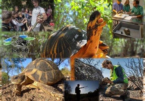 Le monde des Reptiles et la SOPTOM Le monde des Reptiles et la SOPTOM