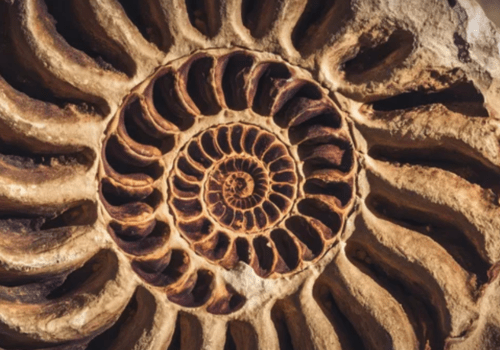 ammonites